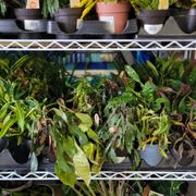 Awful, neglected plants department.