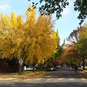 Known as The City of Trees, Chico's Autumn is a spectacular scene.