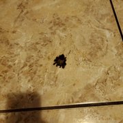 I would have ran out if found alive ty gecko pest control it dead and I can use my room