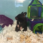 I found my family at pet works.