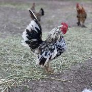 Carlos a Serama rooster.