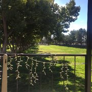 The green lawn on a perfect February Sunday