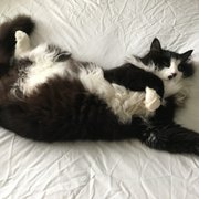 How our cat looked at drop-off
