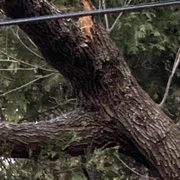 Cracked oak limb just above the power line, they cleared the Line in 1 day!!