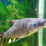 My bala shark has looked better.