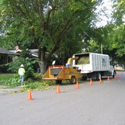 a tree being removed
