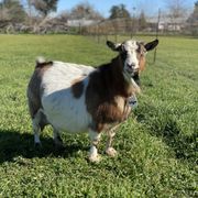 Jellybean a Nigerian Dwarf Goat