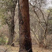 Sean advised on what trees to keep and what might be a hazard.