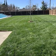 a backyard with a tree in the middle of the yard