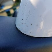 Bug 2