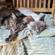 Beautiful Fancy Felines