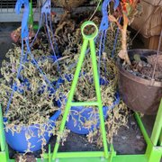 Dead plants.  All the time!