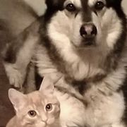 Kooper and his little 'brother' Cheeto