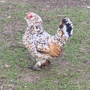 Millie Fleur d'Uccle hen.