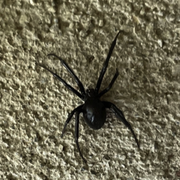 Black widows have been an issue at my apartment at 480 Manzanita.