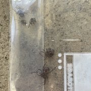 5 black widows on walkway outside my apt.