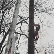 Dead Redwood removal 6