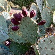 Prickly Pear!