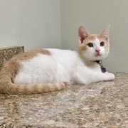 Our kitten relaxing on exam table.