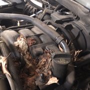 Rodent nest in the engine area.  Rodents love to chew wiring.