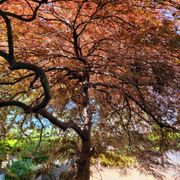 Japanese Maple trim - Before