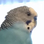 a parakeet