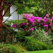 a garden with flowering shrubs and trees