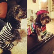 Thanks Carol my Benjamin is all ready for Halloween!