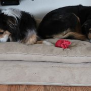 Maddie and Sadie enjoying Day Care