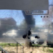 5 black widows on walkway outside my apt.