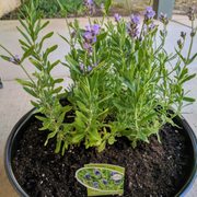 English Lavender
