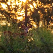 From a wildlife workshop in the Sierra Nevada