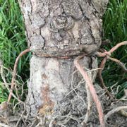 It suddenly died! We dug it up. These are pictures I took of our poor tree; STRANGLED by THE INCOMPARABLE INCOMPETENCE OF Tom Foster