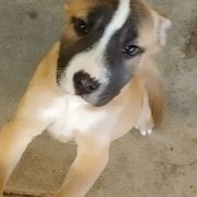 Greta aka mugsy