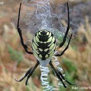 Garden spiders are huge and love the warm weather! Call me for your FREE estimate today!(530)961-BUGS(2847)