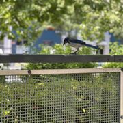 a bird perched on a grill