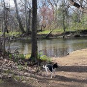 The river and my pup Huey Chop Suey!