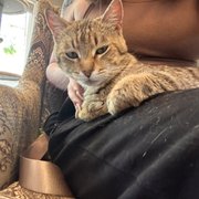 Almost adopted this cutie Robyn!  The owners are definitely the perfect people to go to if you have any questions regarding adopting a cat.