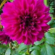 Flowers in full bloom.