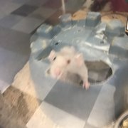Rat with a bloody looking missing eye in with the other rats. Sorry for the blurry photo.