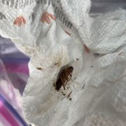 Cockroach.