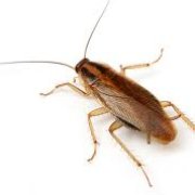 If you ever find these nasty boogers(German roaches)in your home call me for your FREE estimate(530)961-2847