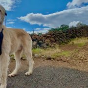 Picture of my doggo taken by U.B. on one of the walks