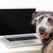 Online training available