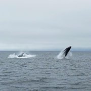 From Alaska to Mexico - let us help you catch whales migrating on a cruise or trip to the Central Coast of California.