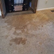 Heavily pet damaged area.