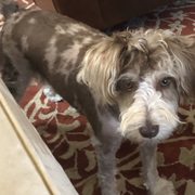 Day we got home. Mini schnauzer bad face trim.