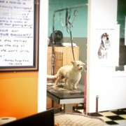 Zena getting pampered!