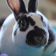 Spot, one of my bunny clients!