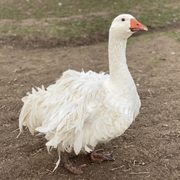 Sebastopol goose